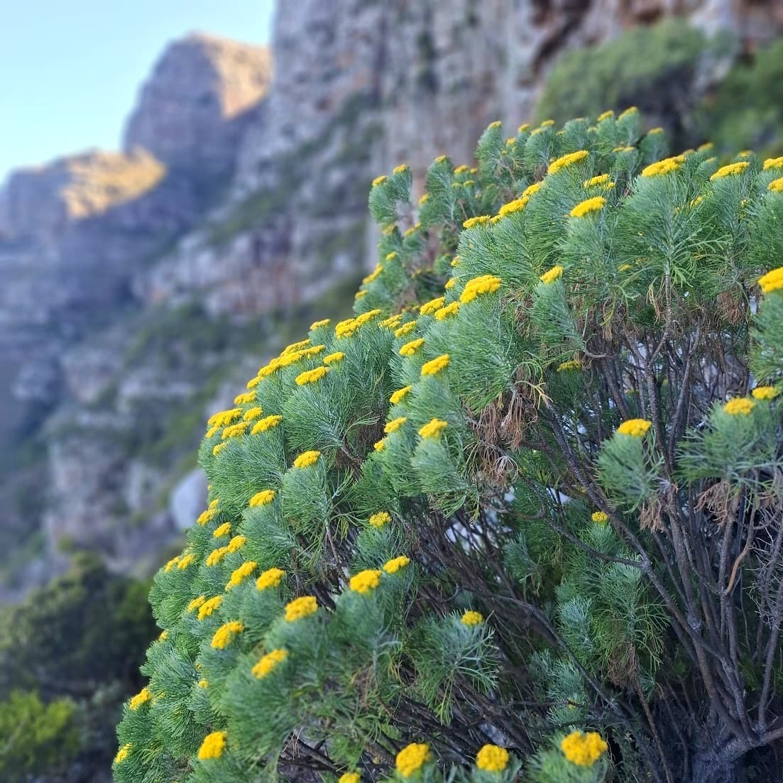 Cape fynbos in bloom on Table Mountain
