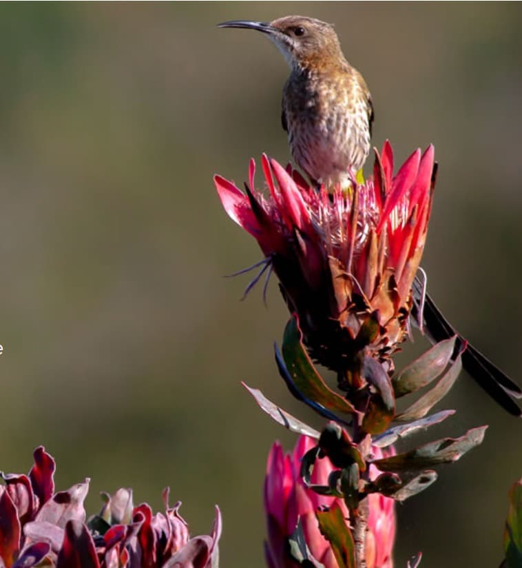 Cape Sugarbird on a protea — the iconic bird of the Cape Floral Kingdom