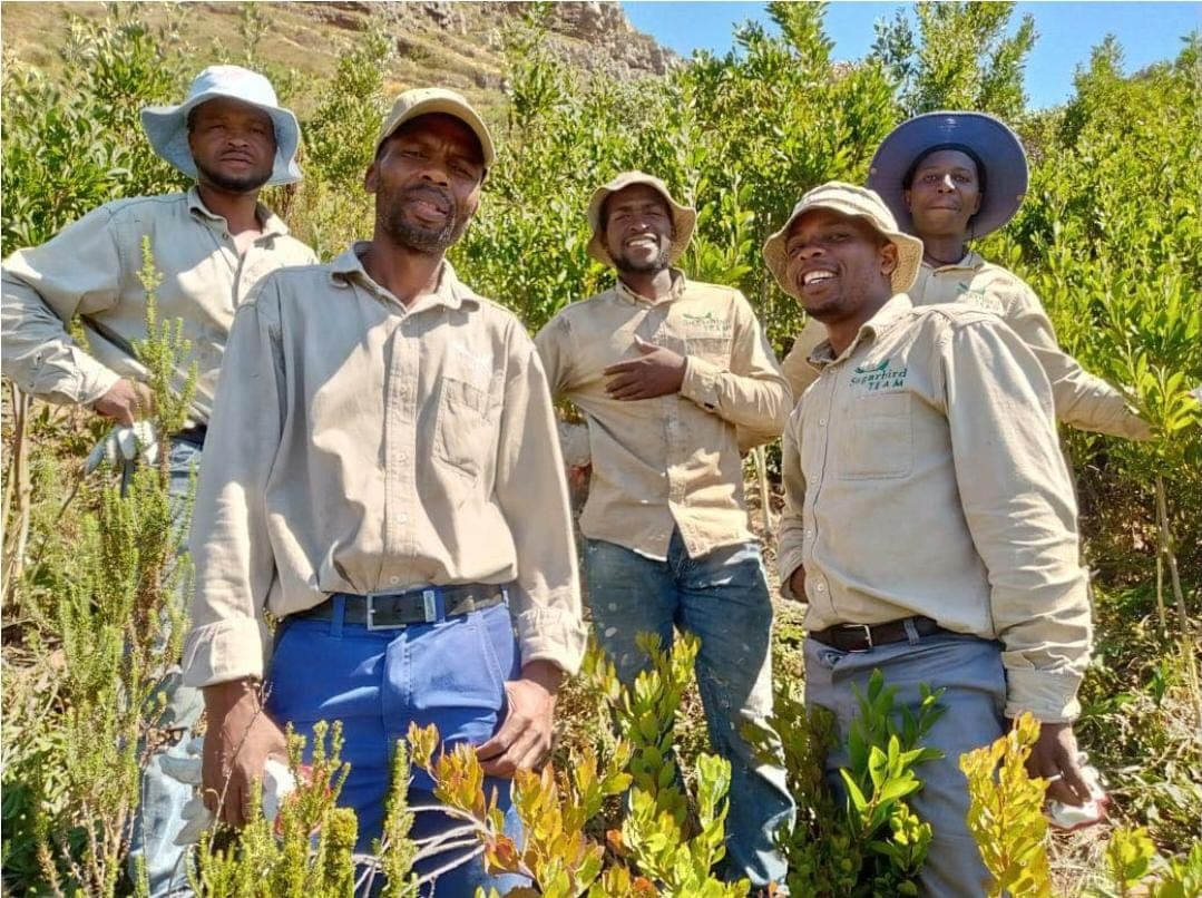 Sugarbird Project team in the fynbos on Table Mountain